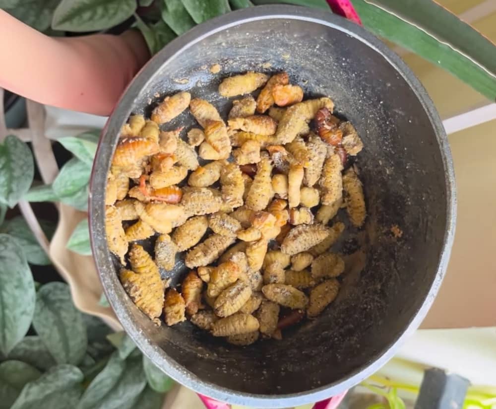 Boiled Silkworms - additional