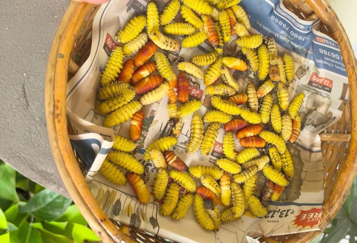 Boiled Silkworms traditional recipe from nagaland, india