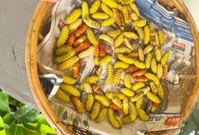 Boiled Silkworms